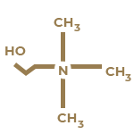 Choline